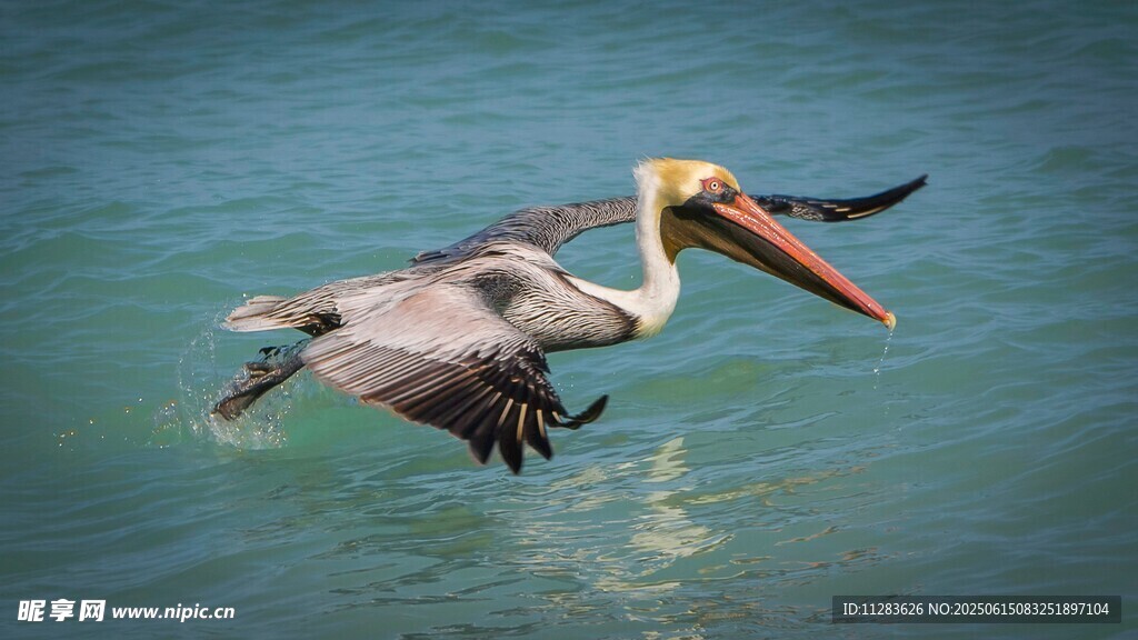 水面上飞翔的鹈鹕