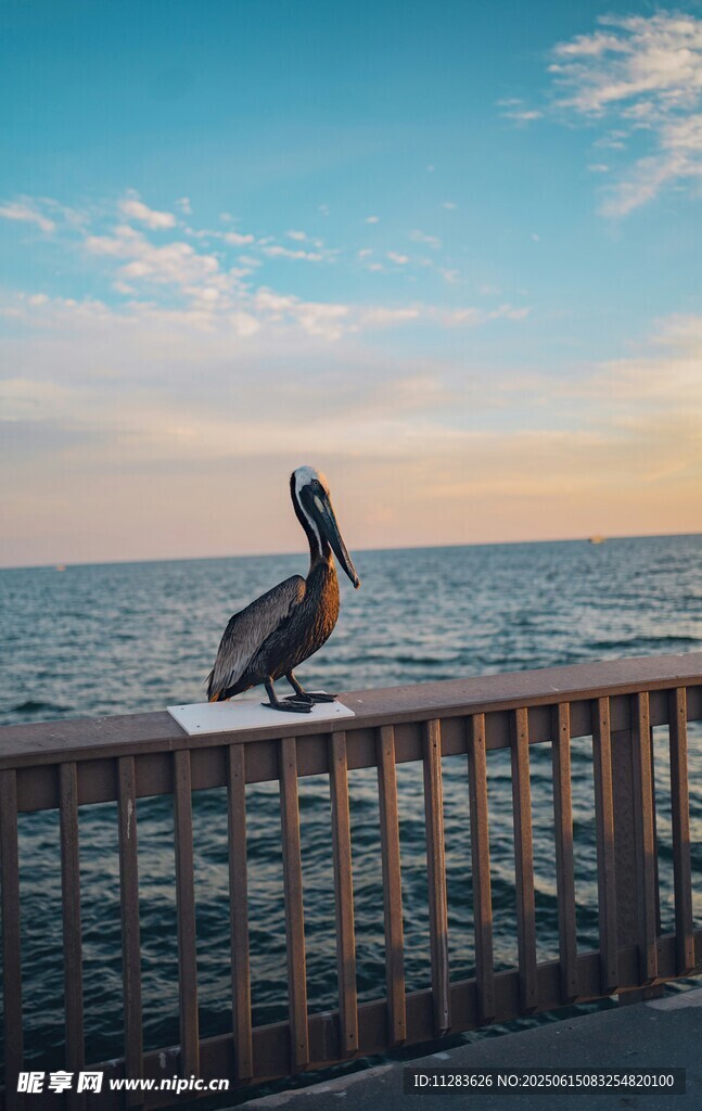 海边栏杆上的鹈鹕