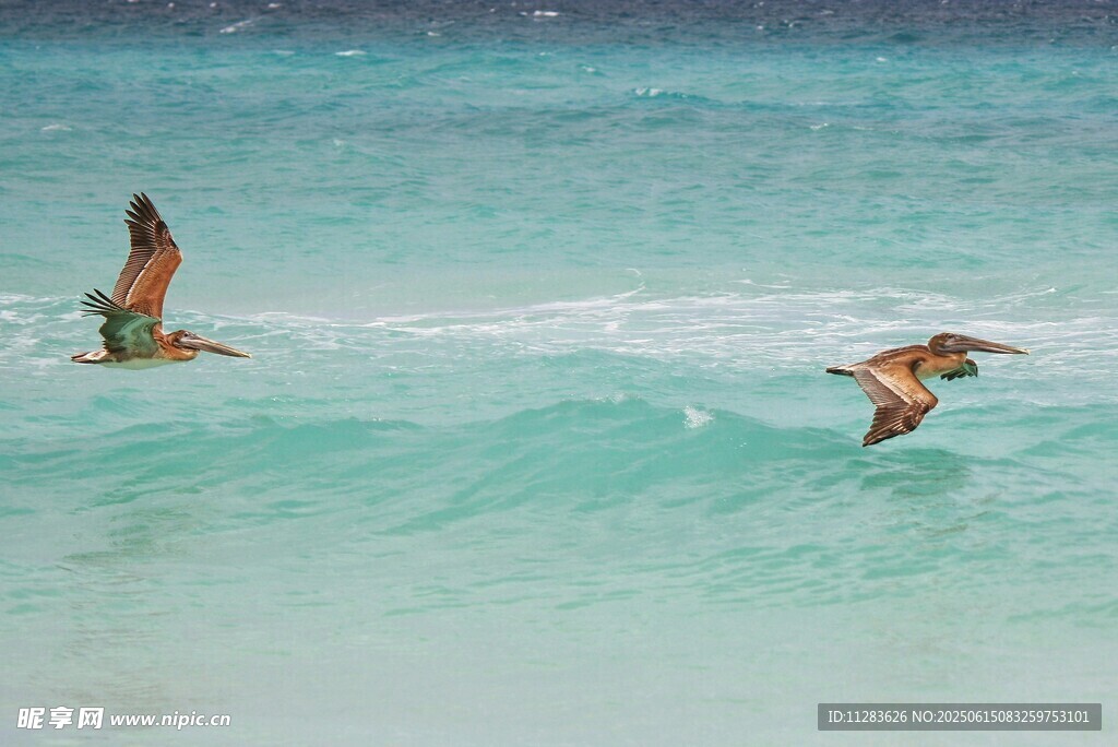 海面上飞翔的两只鸟儿