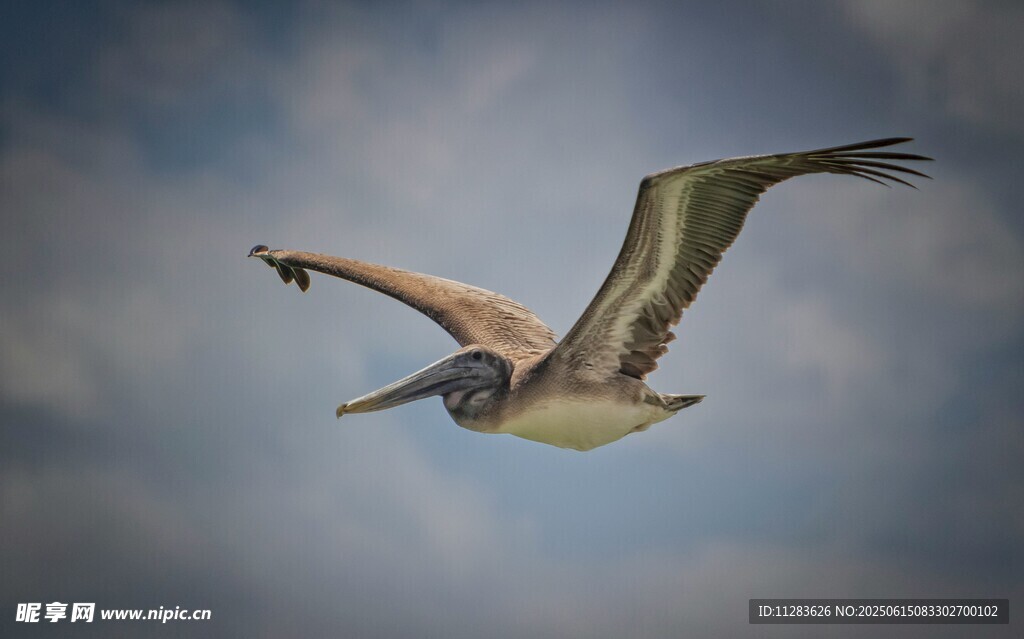 翱翔天际的鹈鹕