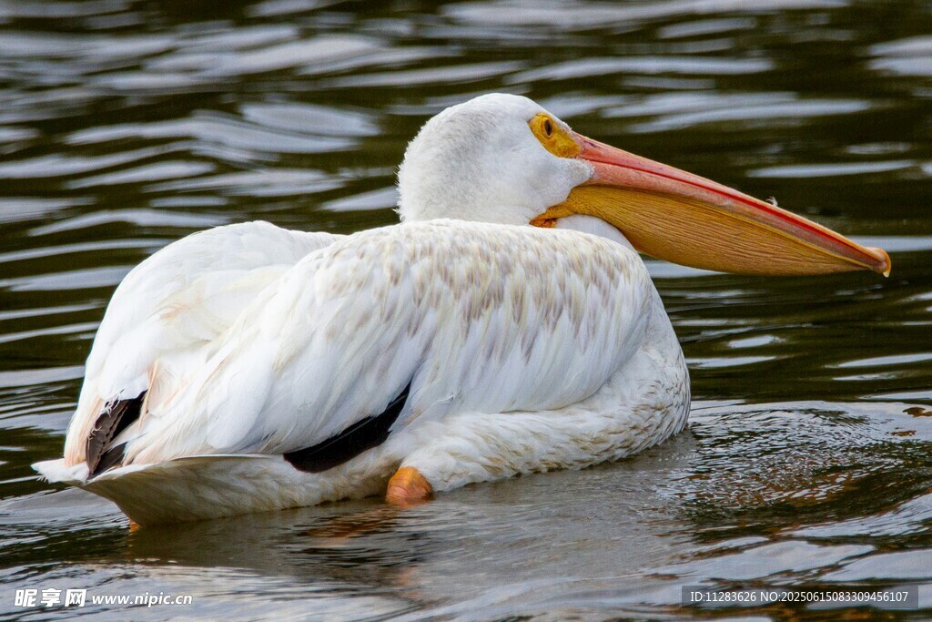 白鹈鹕水中悠然游动