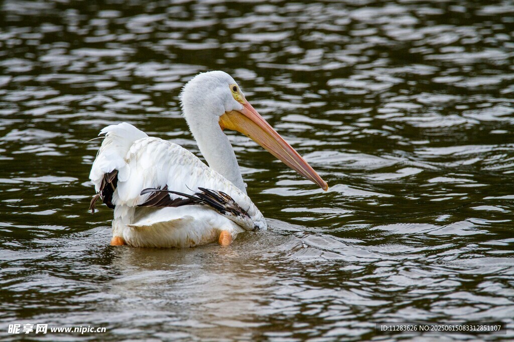 水中白鹈鹕展翅