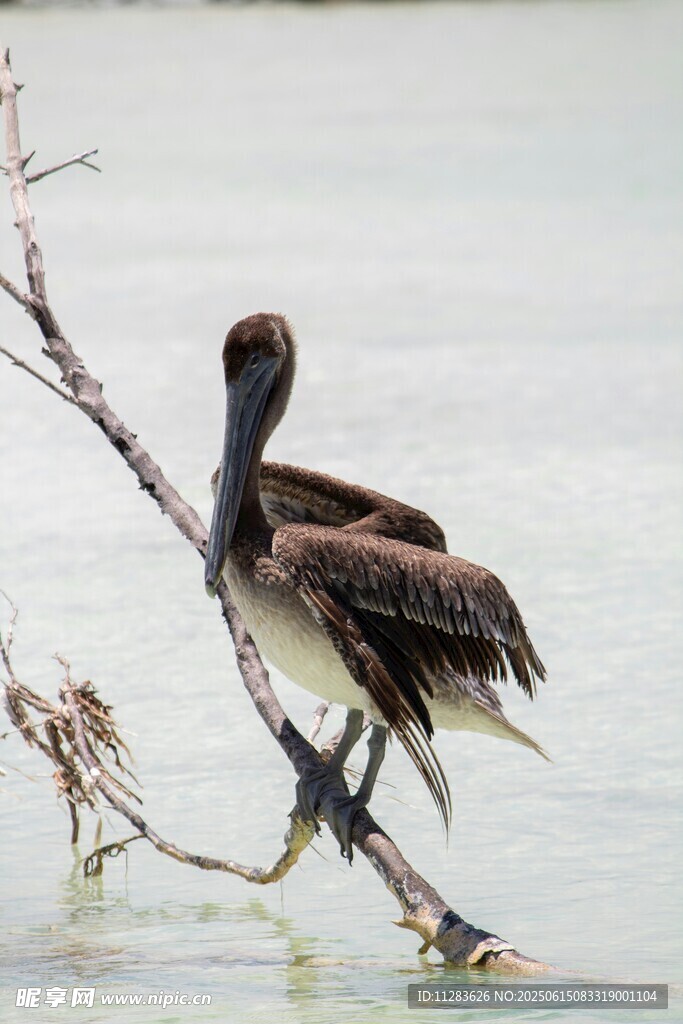 鹈鹕立于水边枯枝