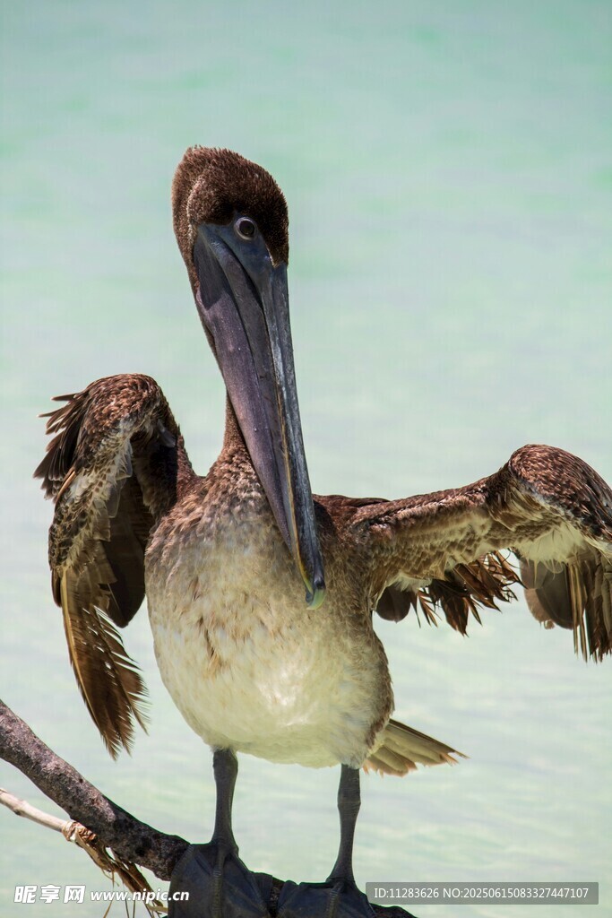 鹈鹕展翅立于枝头