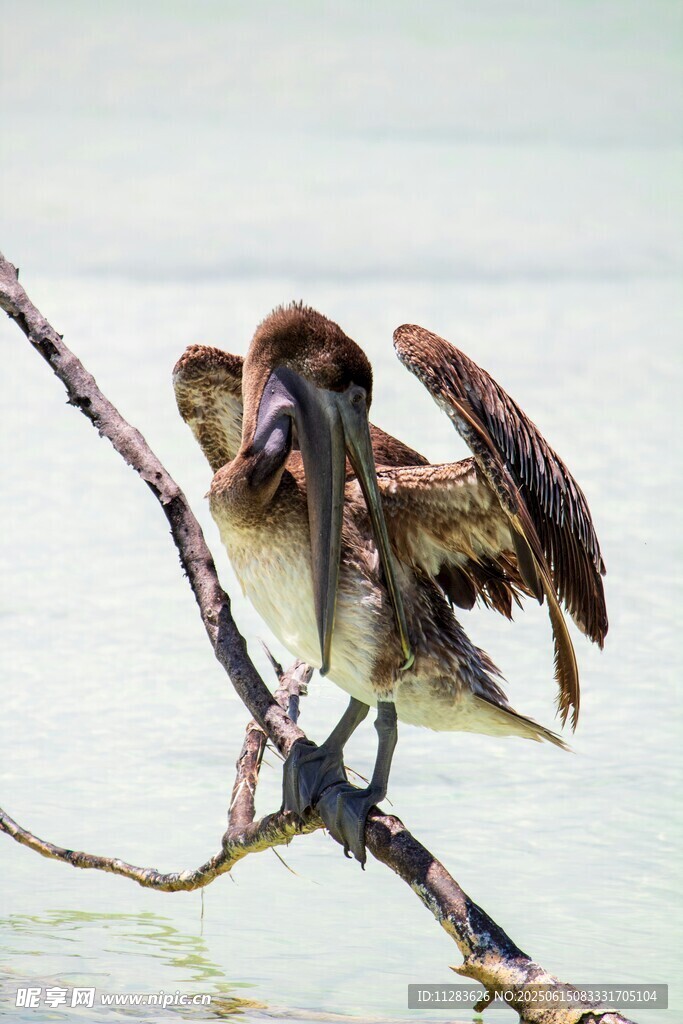 鹈鹕栖息于枝头