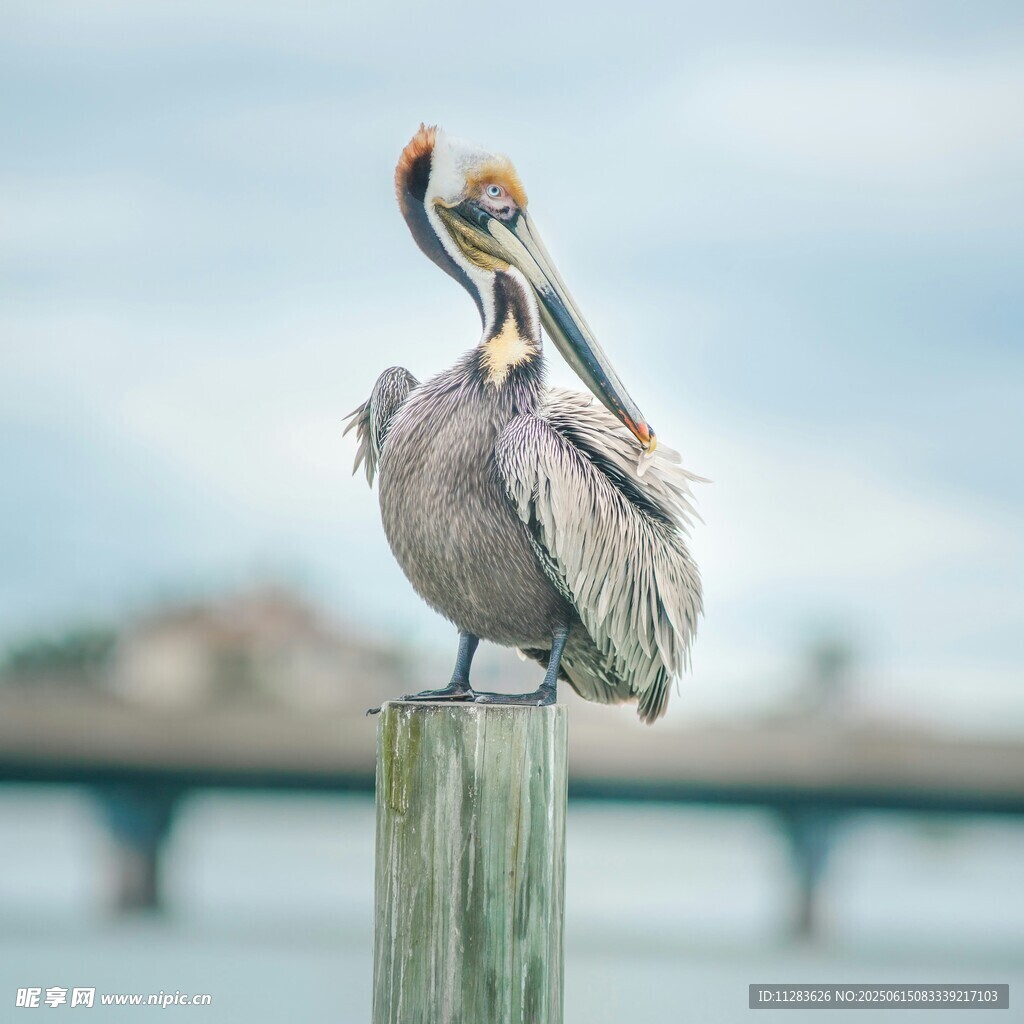 鹈鹕立于木桩眺望远方
