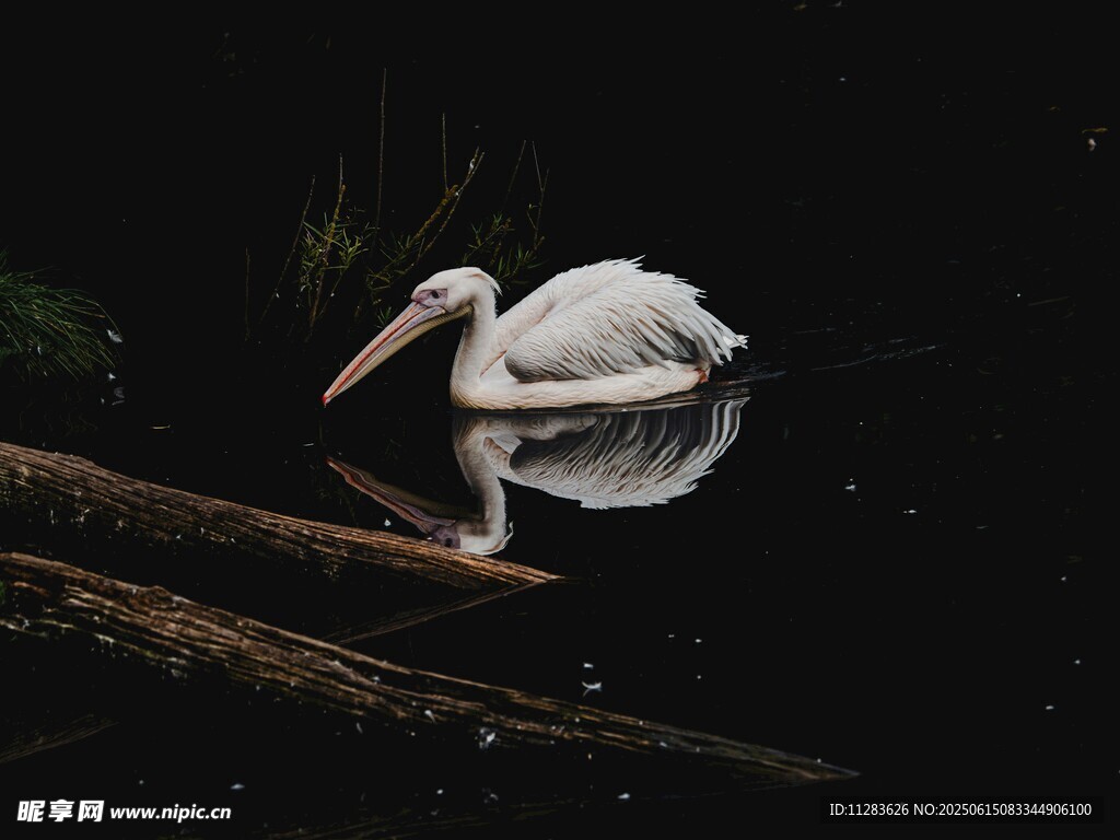 水中悠游的白鹈鹕