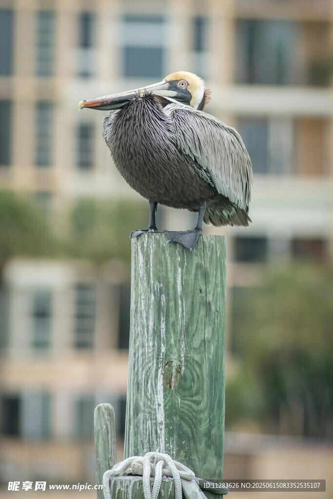 鹈鹕栖息于木桩上