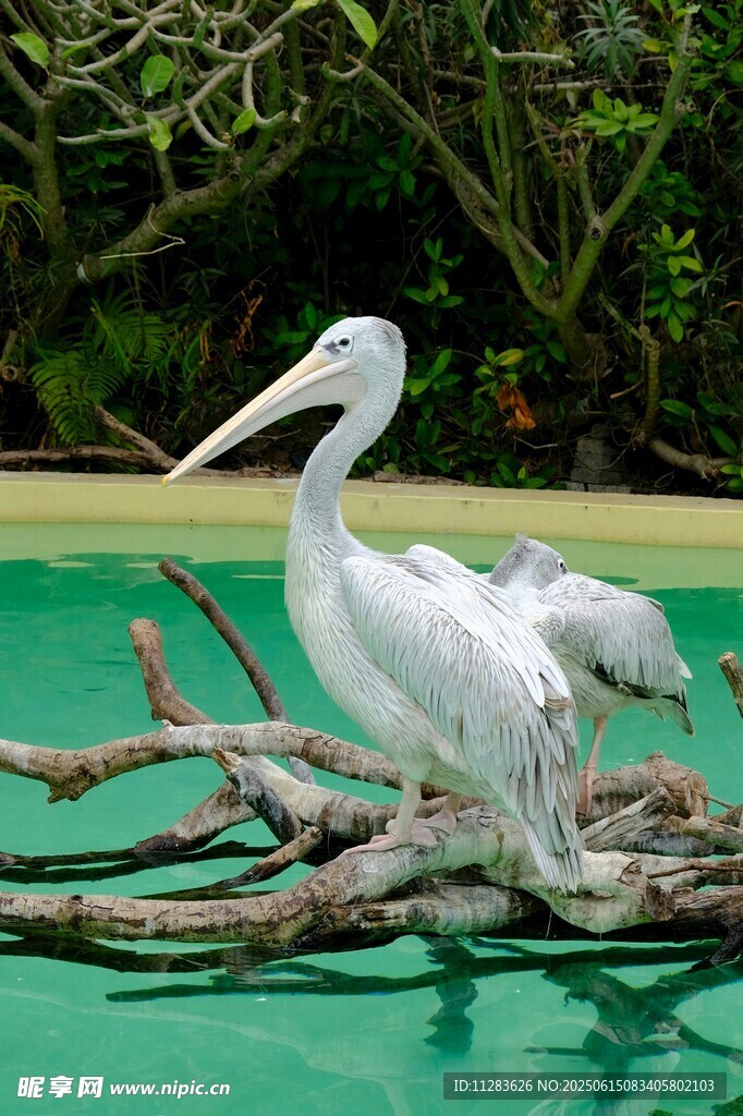 白鹭立于水中枯木上