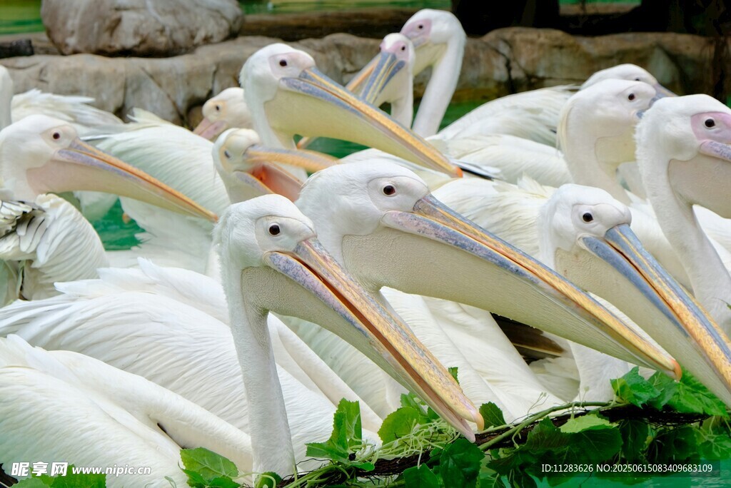 一群白鹈鹕聚集休憩