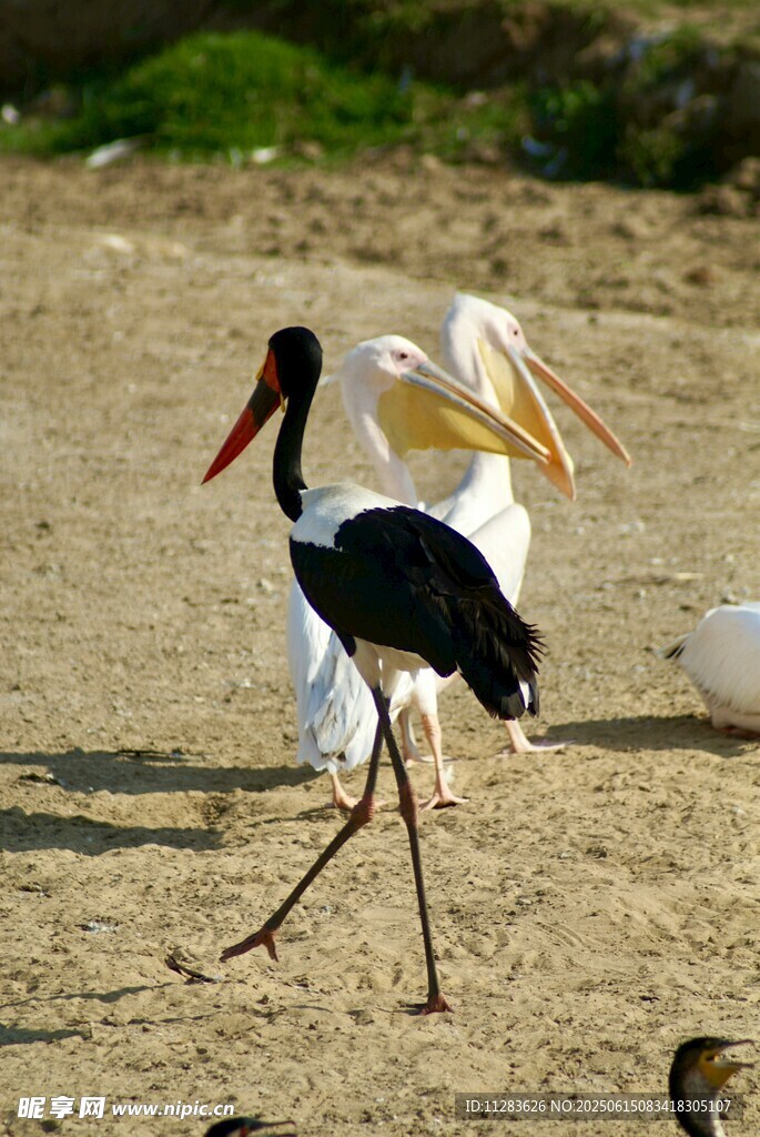 沙滩上行走的黑白鹳鸟