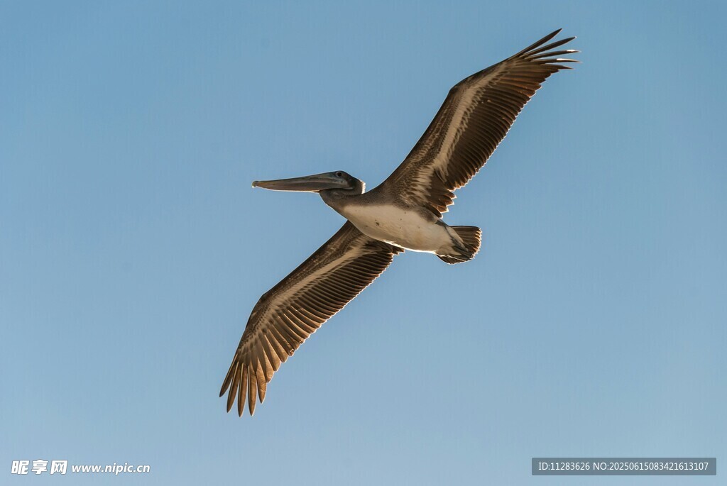 翱翔蓝天的鹈鹕