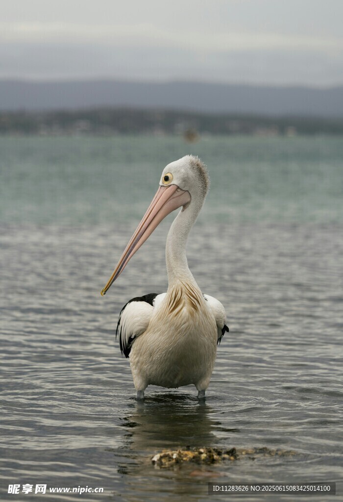 水中鹈鹕优雅姿态