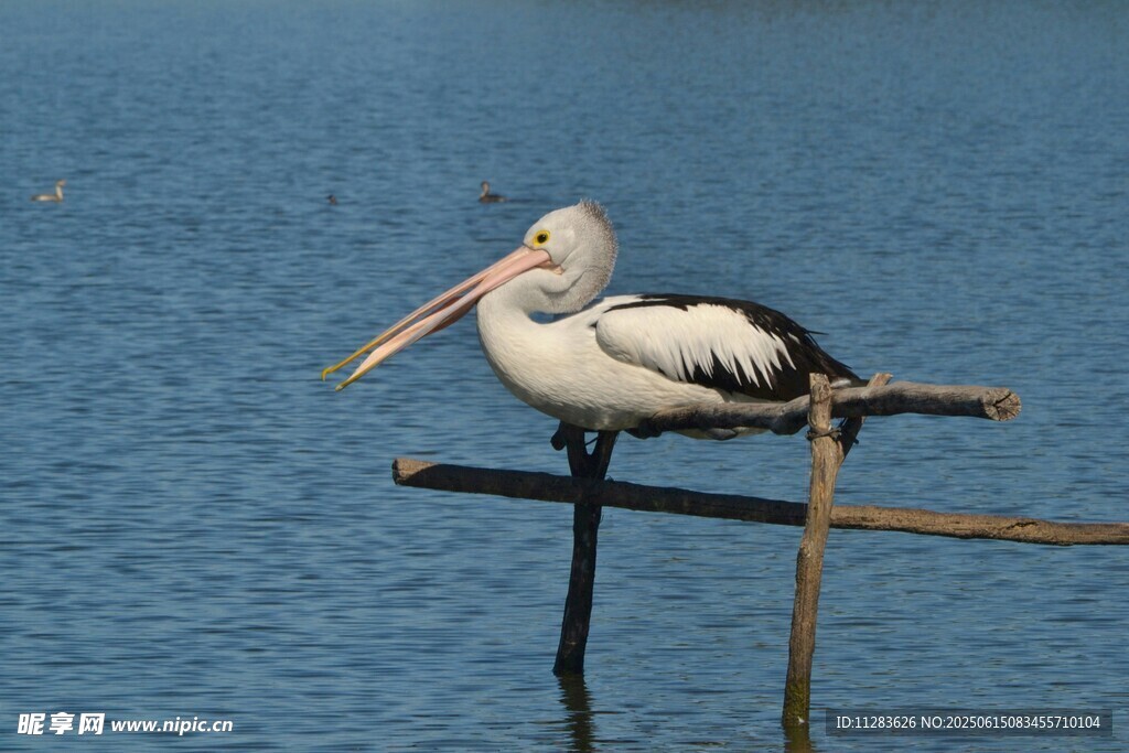 鹈鹕栖息于水边木架上