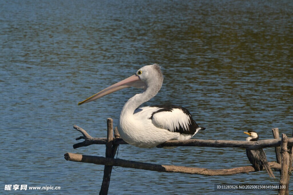 鹈鹕栖息于水边木架上