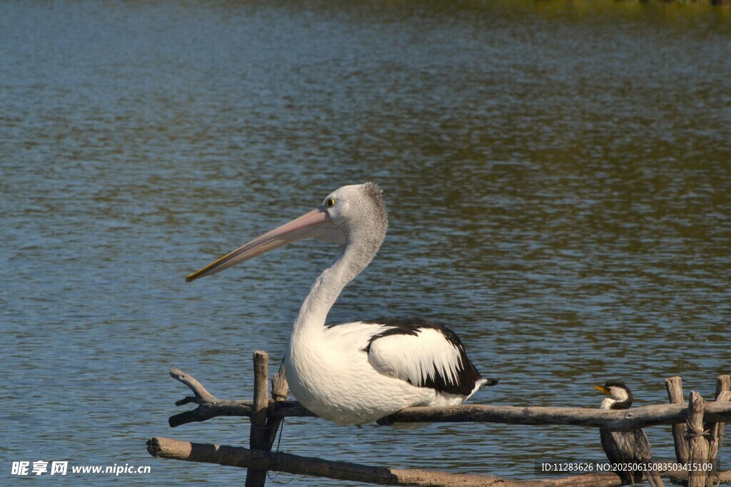 水边鹈鹕栖息于木枝上