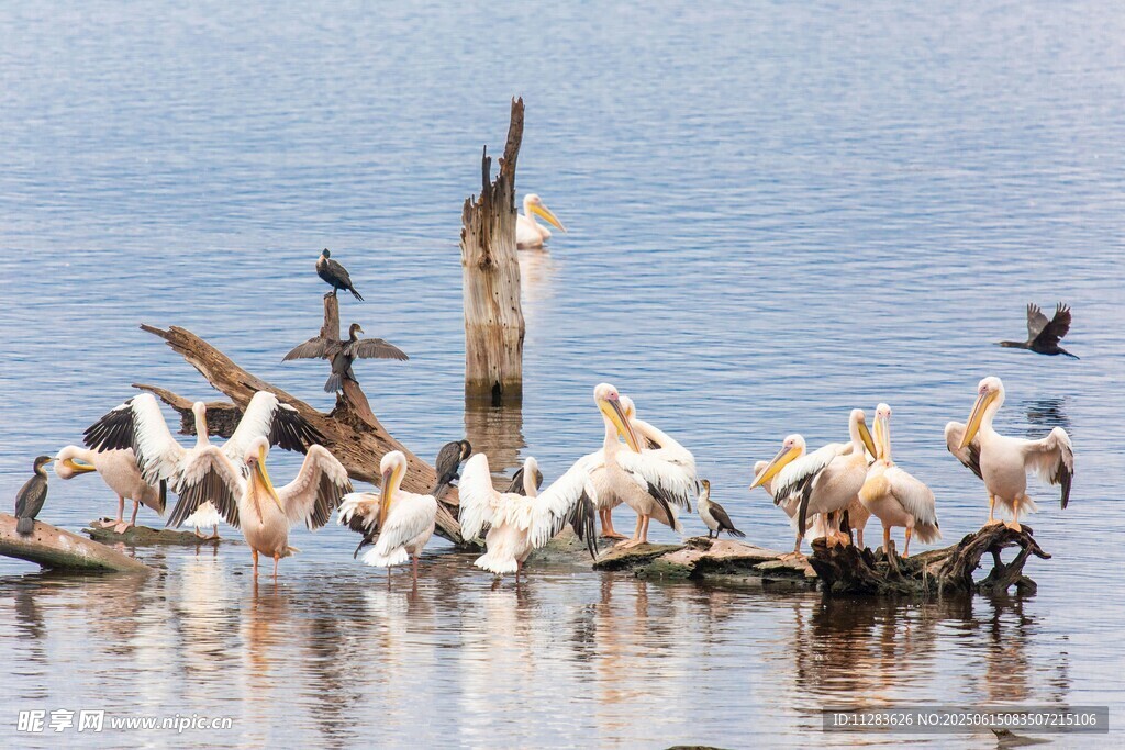 群鹈鹕聚集于水中枯木
