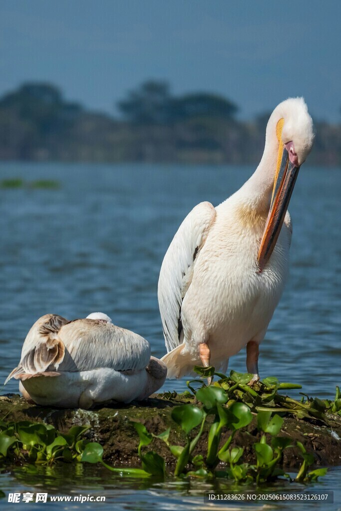 水边鹈鹕栖息场景