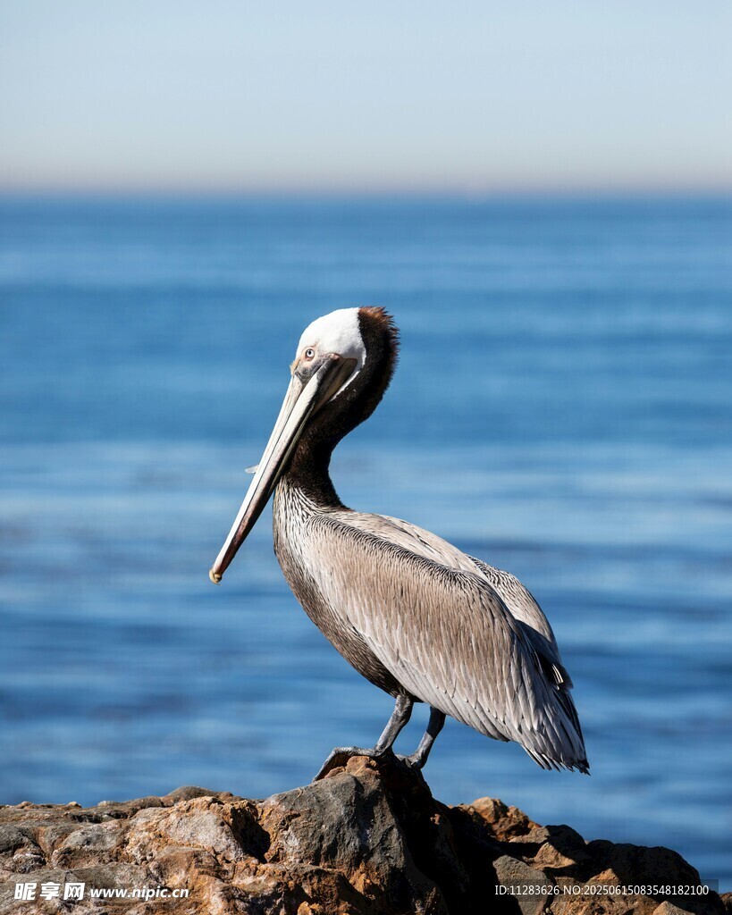 岩石上的鹈鹕