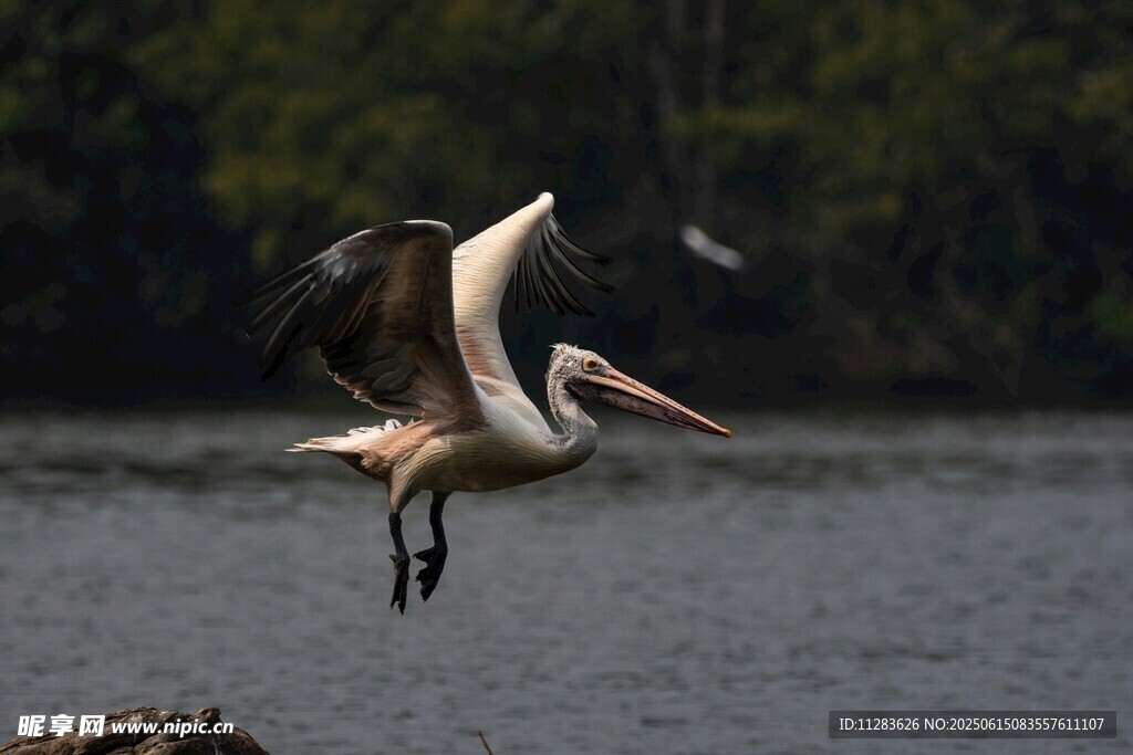 鹈鹕展翅于水面之上