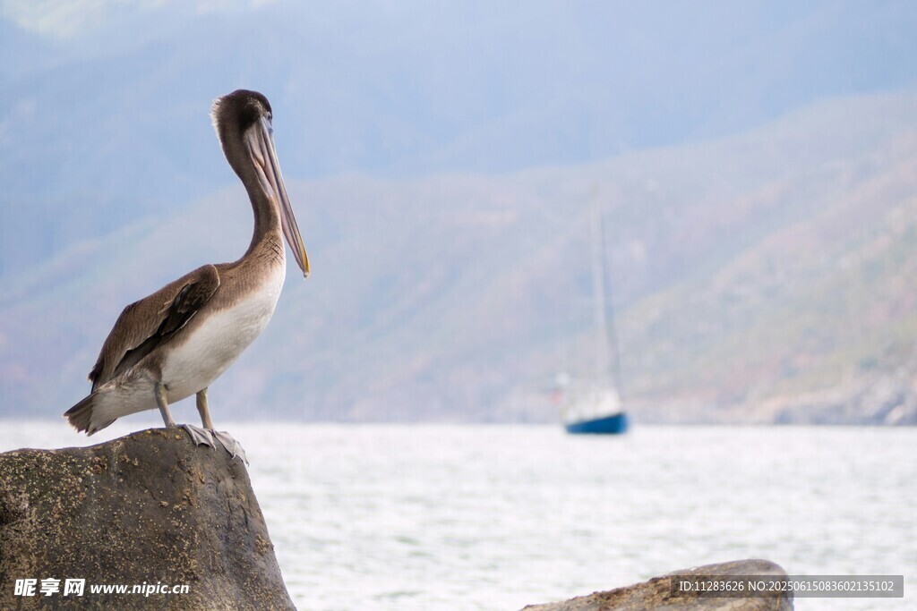 鹈鹕立于石上眺望远方