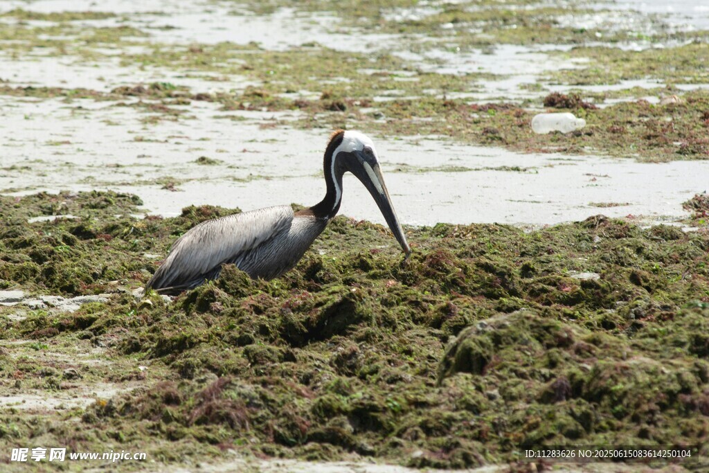 浅滩上的长嘴鸟