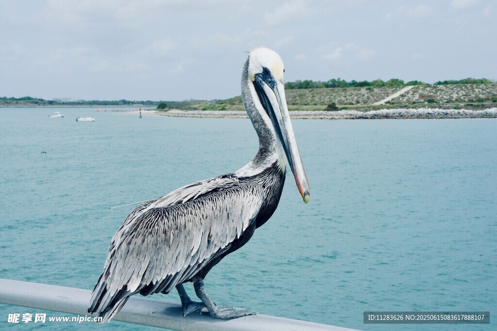 鹈鹕立于水边栏杆