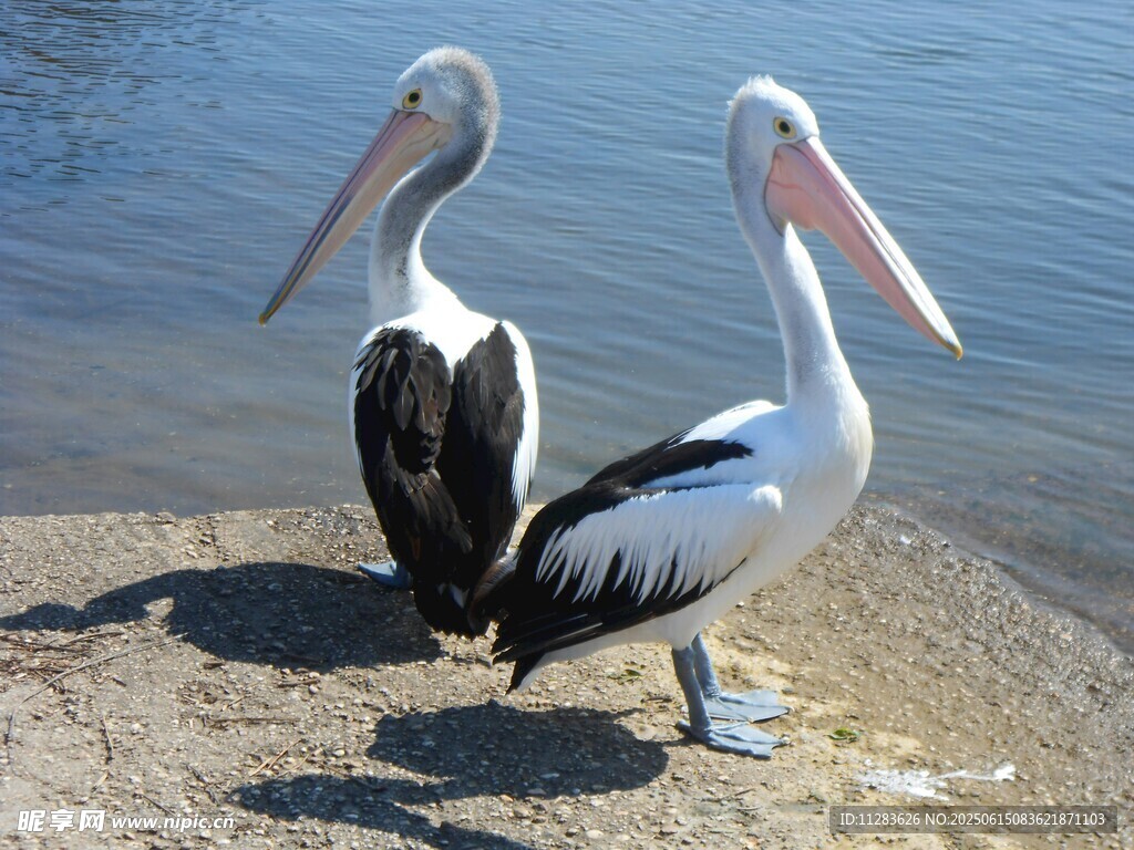 岸边的两只鹈鹕