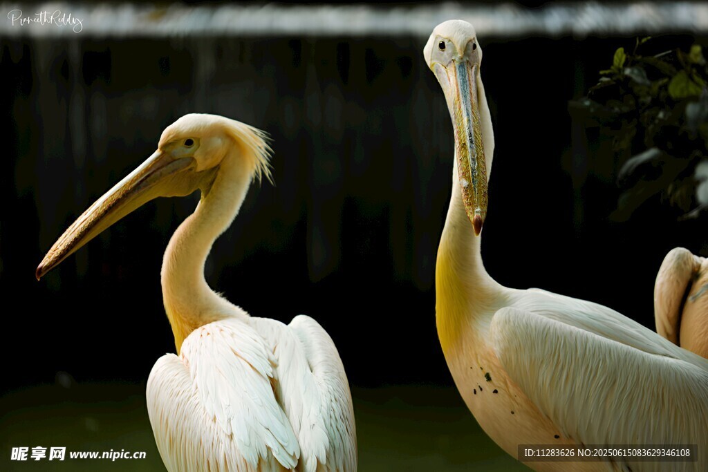 两只优雅的鹈鹕