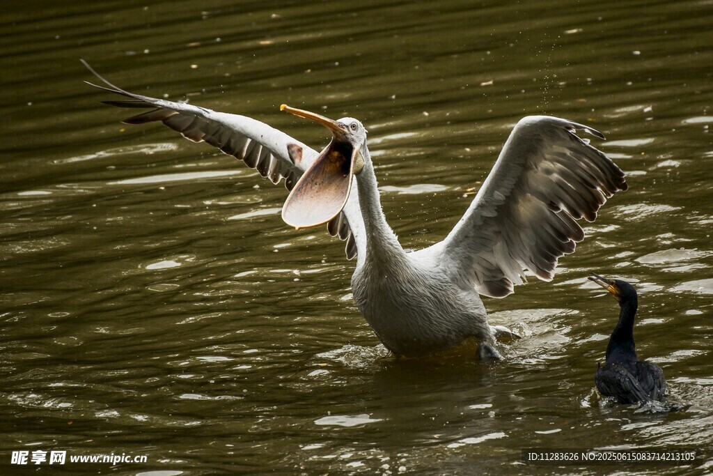鹈鹕水中展翅捕食瞬间