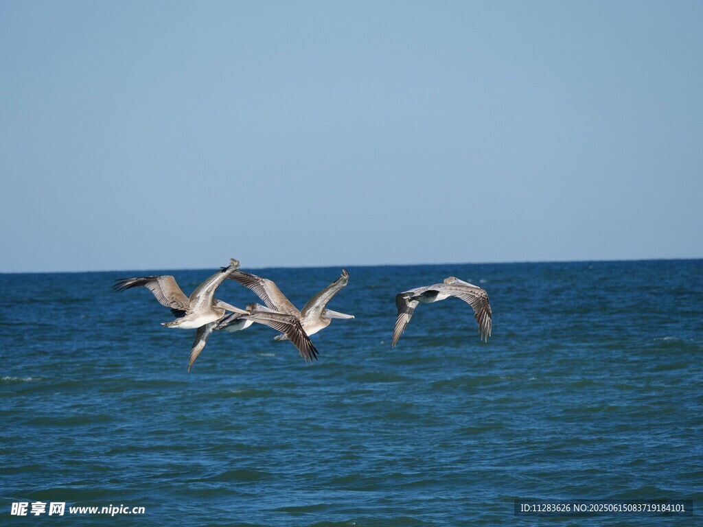 海面上飞翔的一群鸟儿