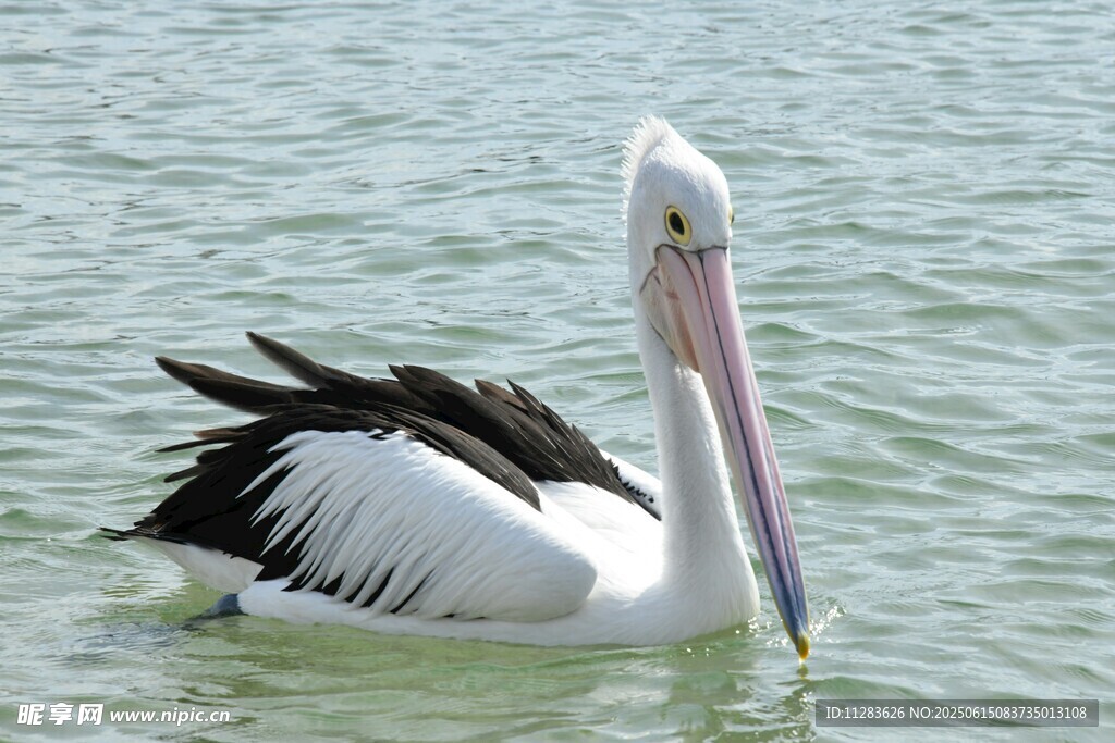 水中的鹈鹕