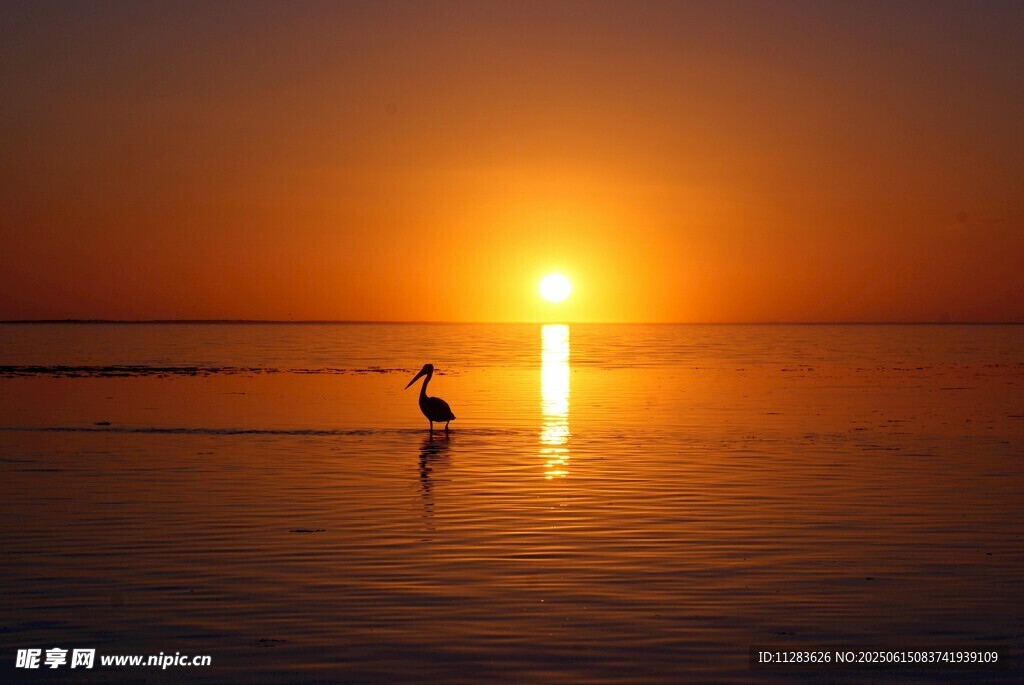 夕阳下的鹈鹕
