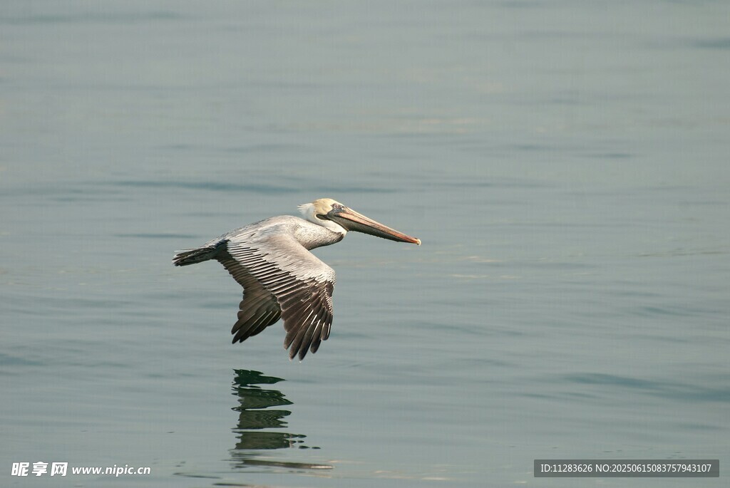 水面上飞翔的鹈鹕