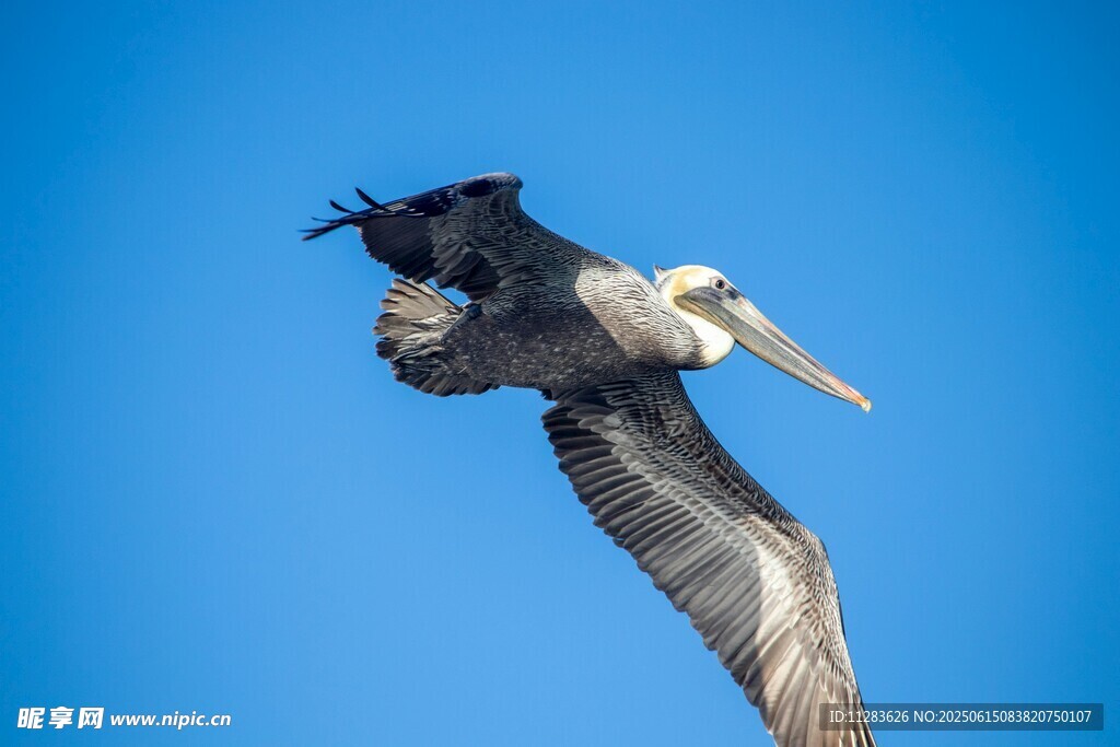 蓝天下展翅翱翔的鹈鹕