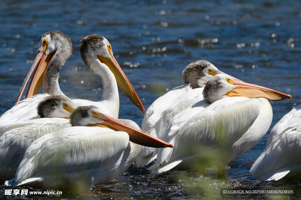 群鹈鹕休憩于水边