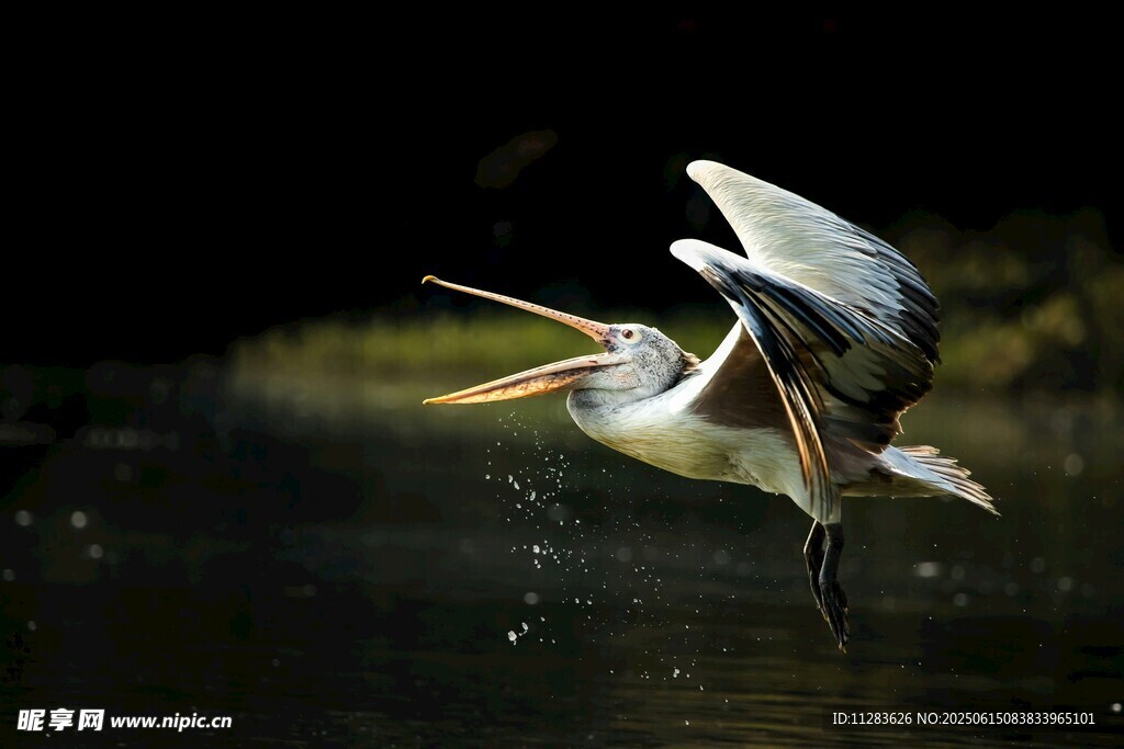 鹈鹕水中展翅瞬间