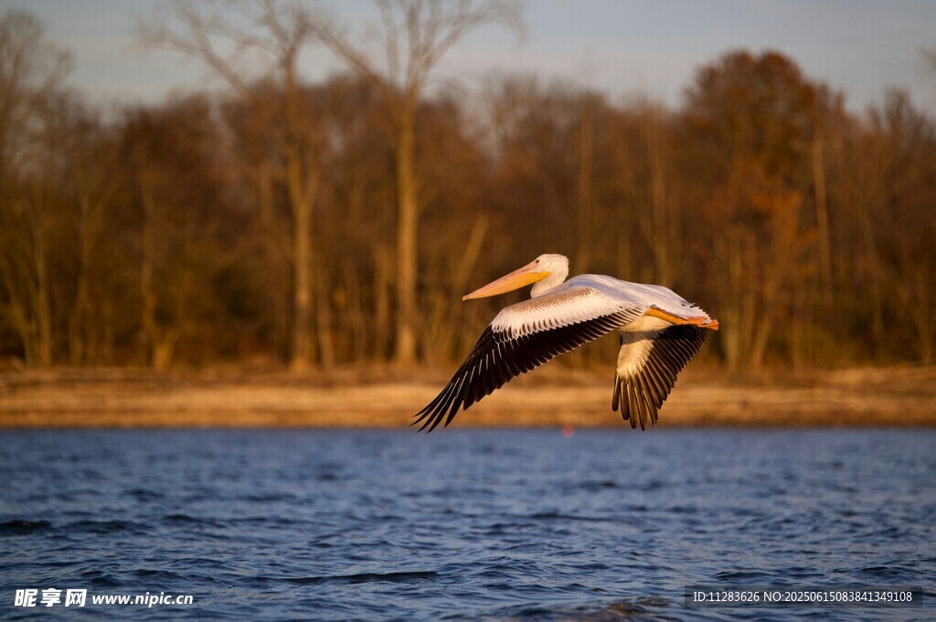 飞翔的鹈鹕于湖畔上空