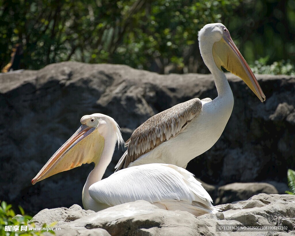 岩石上休憩的两只鹈鹕