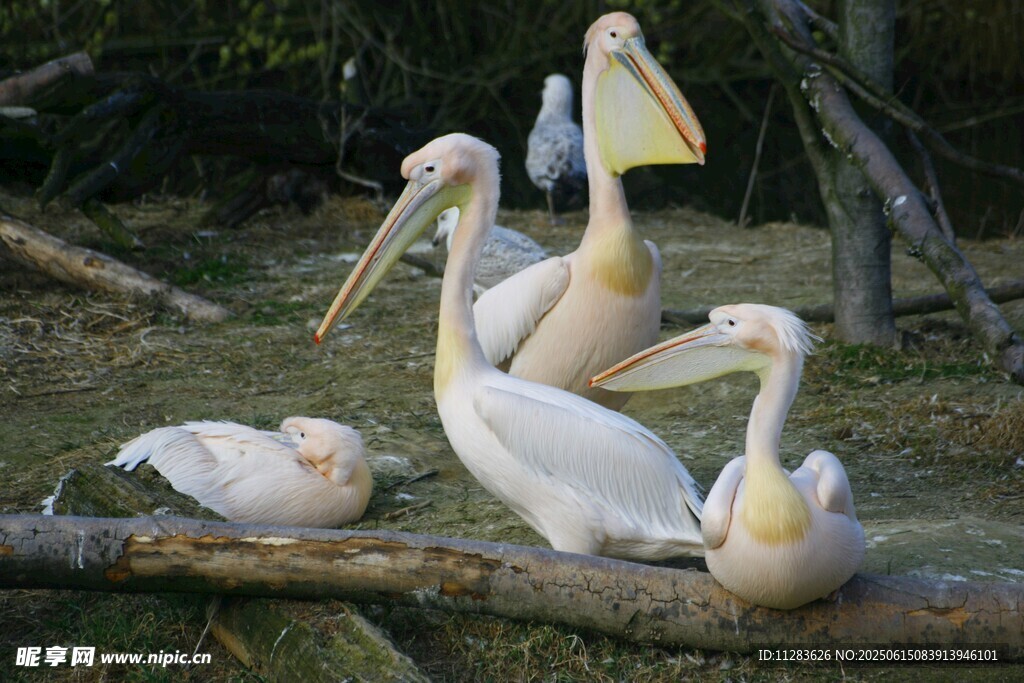 一群鹈鹕栖息在树枝上