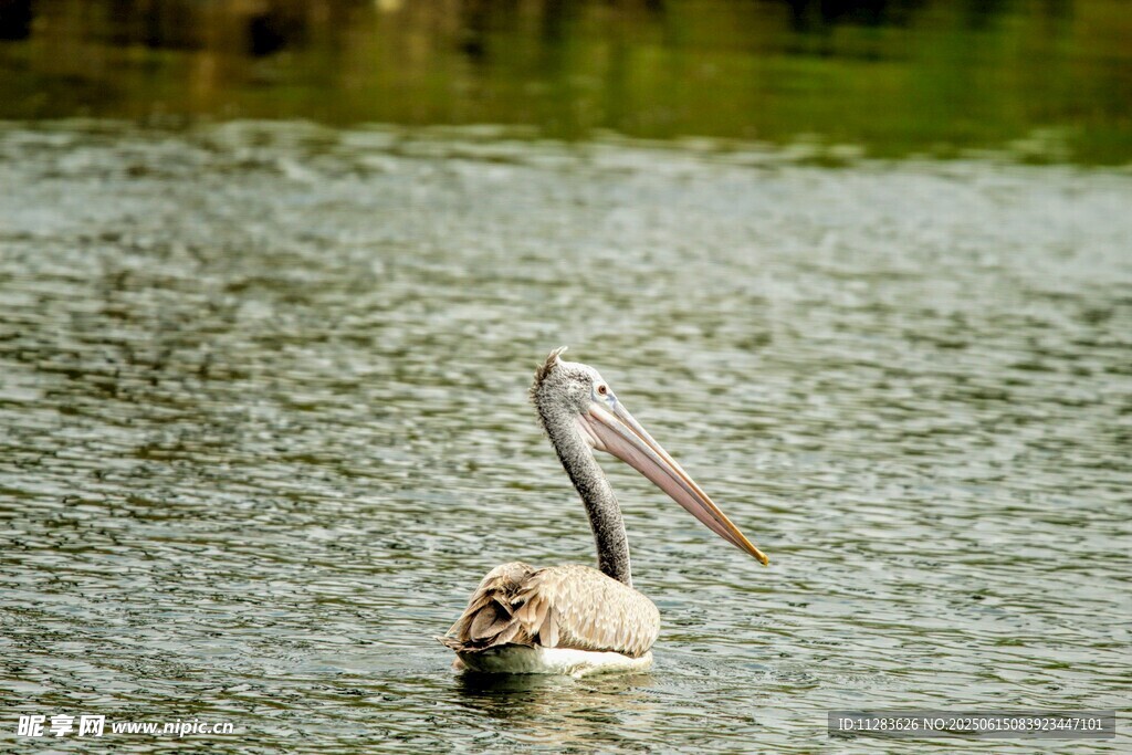 水中鹈鹕伸展长喙