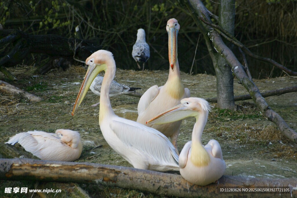 一群鹈鹕栖息在树枝上