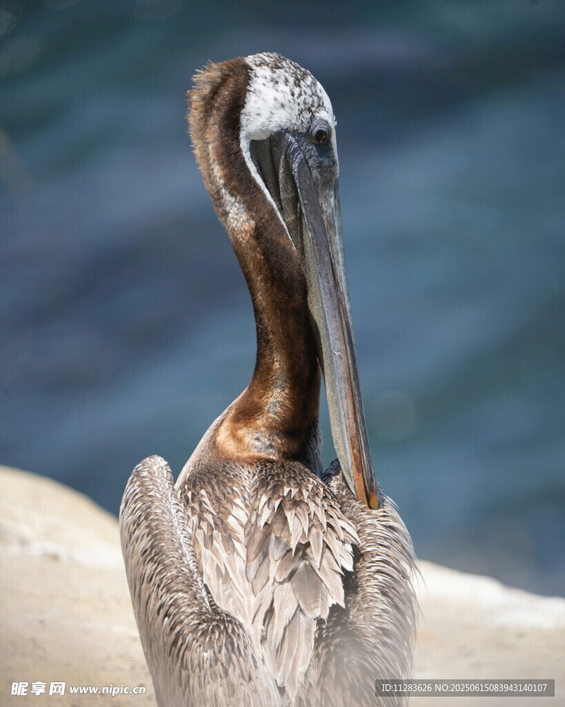 鹈鹕栖息于风化木桩上