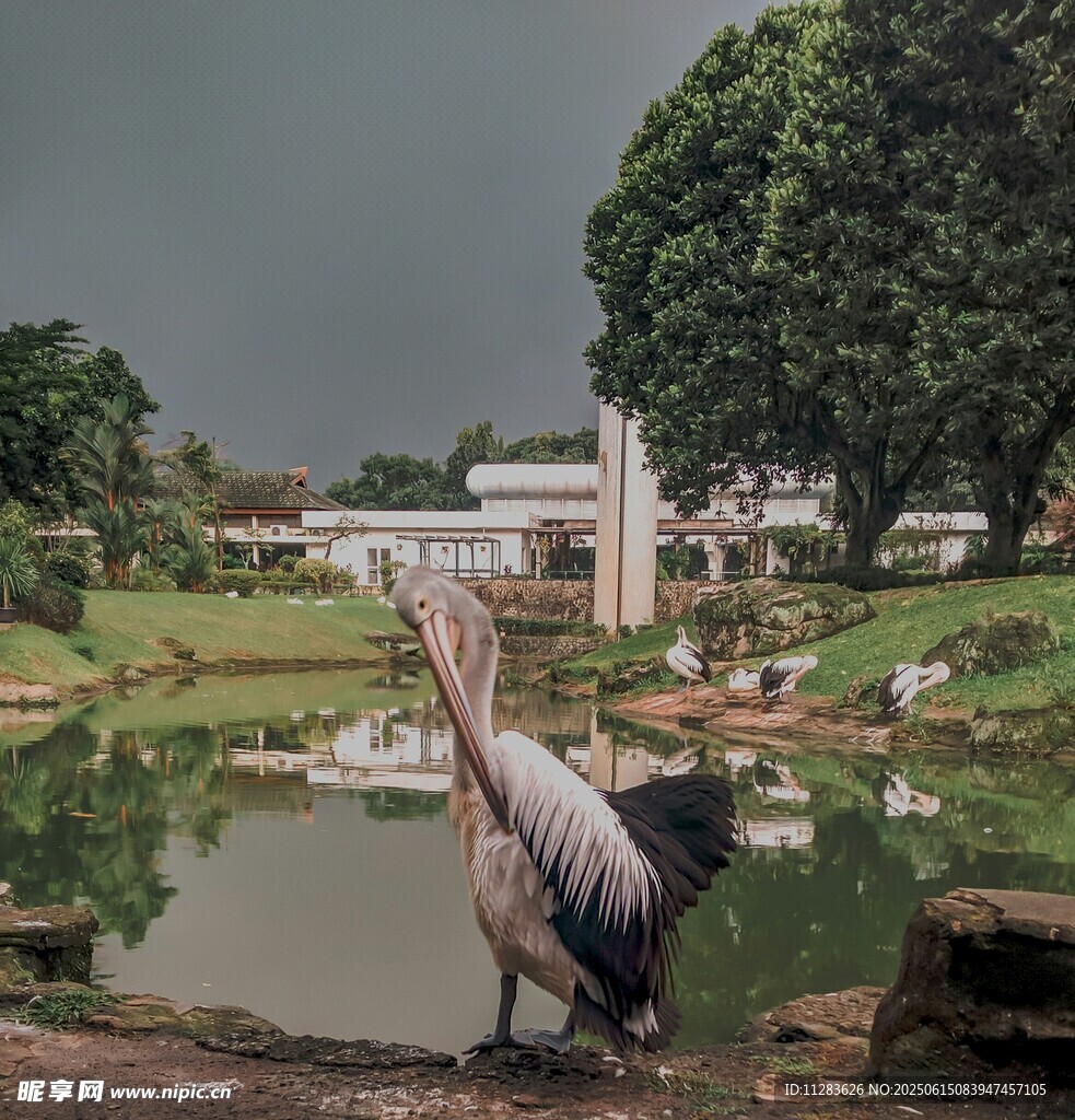 水边鹈鹕静立的自然景致