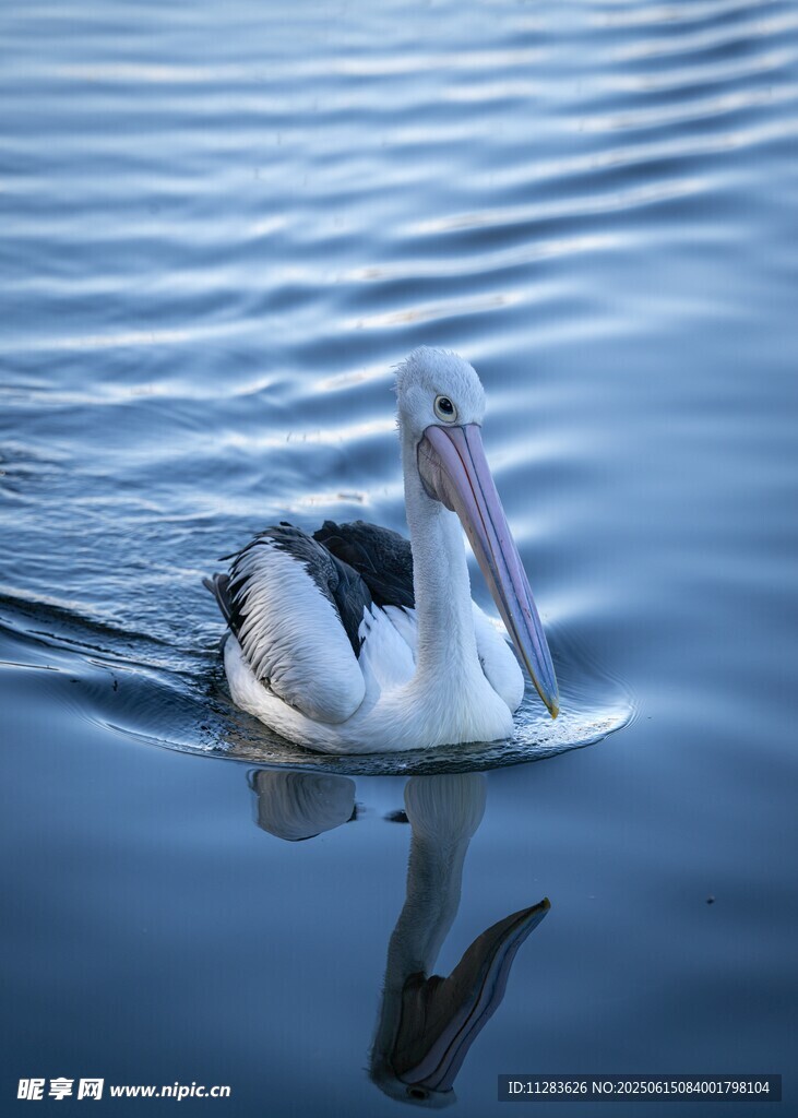 水中畅游的鹈鹕