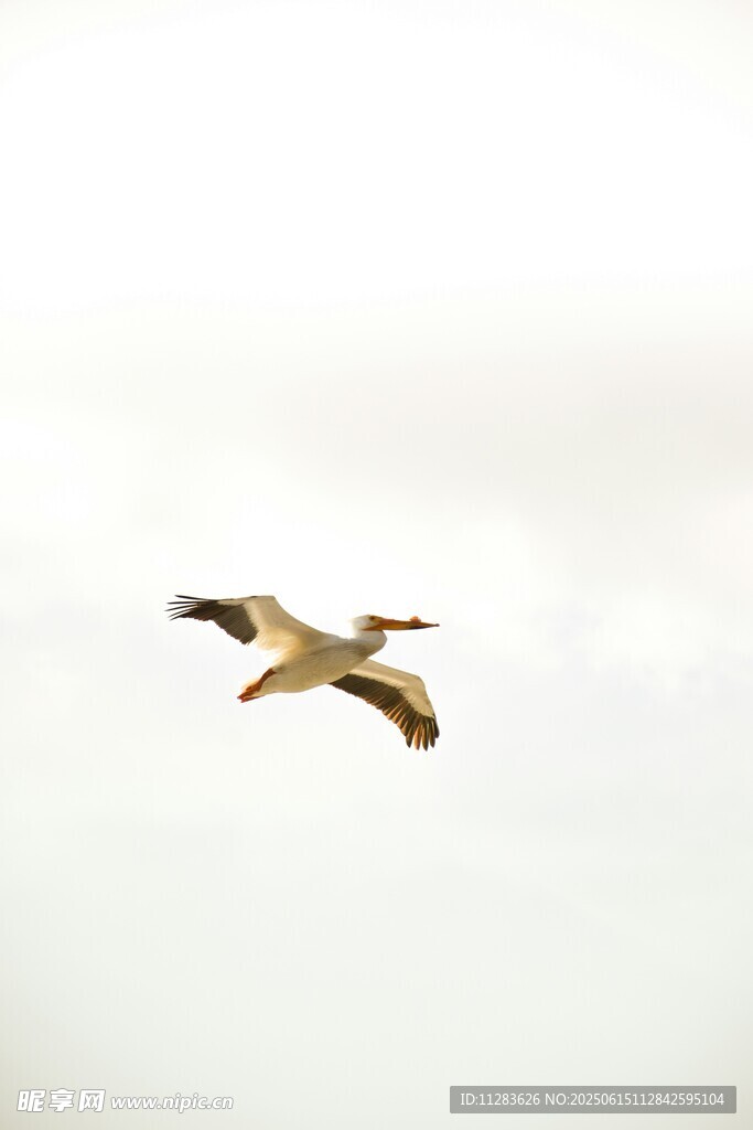 翱翔天际的飞鸟