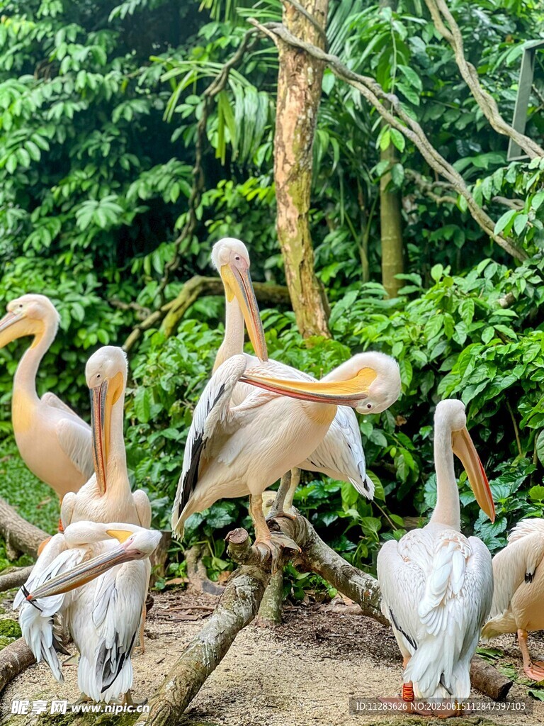 一群鹈鹕栖息在树枝上