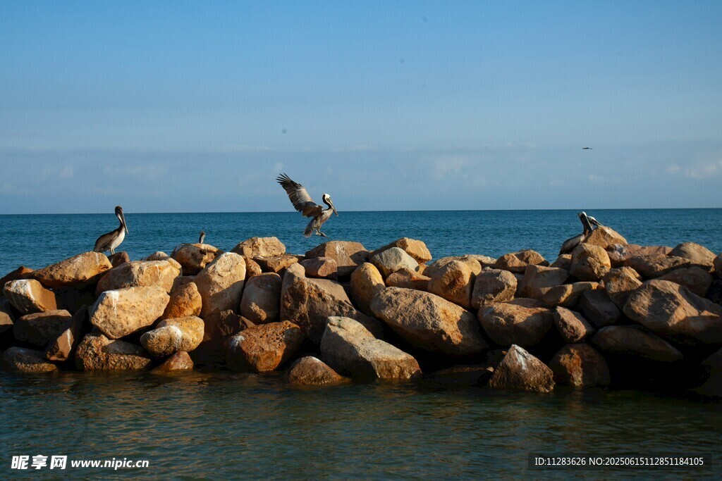 海边礁石上的几只海鸟