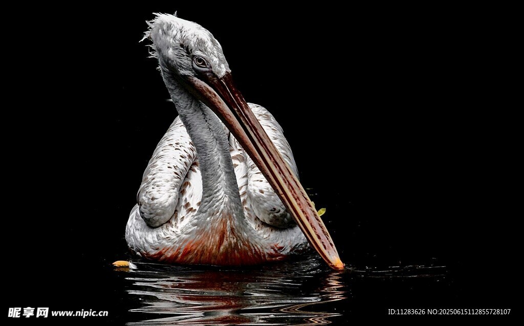 水中鹈鹕的优雅瞬间