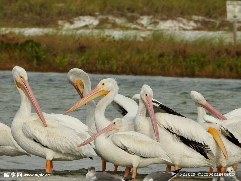 水边鹈鹕群